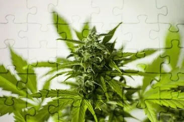 Imagem jigsaw puzzle