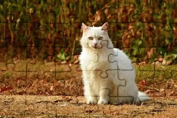 Imagem jigsaw puzzle