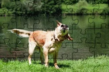 Imagem jigsaw puzzle