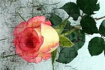 פאזל של flores