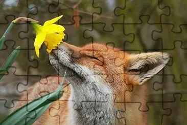 פאזל של flores
