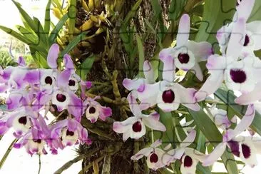 פאזל של flores