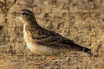 פאזל של Calandrella eurasiatica