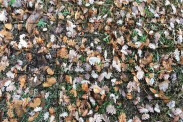 foglie_2014 jigsaw puzzle