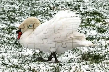 Foto jigsaw puzzle