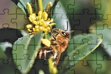 Foto jigsaw puzzle