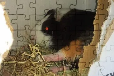 Cochon d 'inde jigsaw puzzle