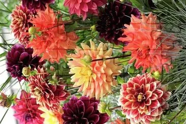 flores