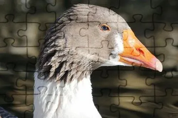 Imagem jigsaw puzzle