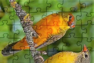 פאזל של natural