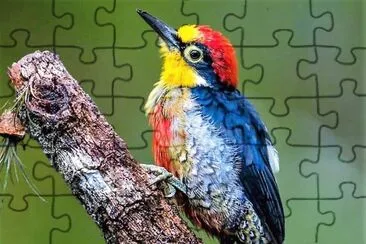 cores jigsaw puzzle