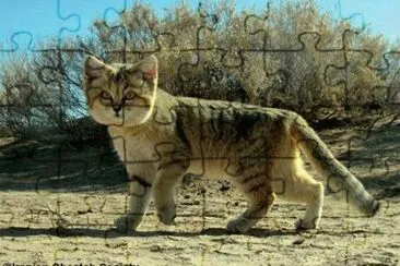 Sand Cat