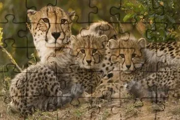 Cheetah with Cubs jigsaw puzzle