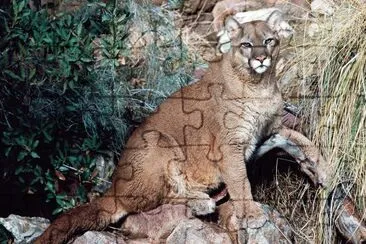 Mountain Lion