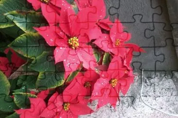 FLOR DE NATAL jigsaw puzzle