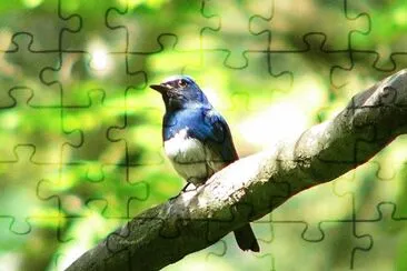 Pigliamosche bianco blu jigsaw puzzle