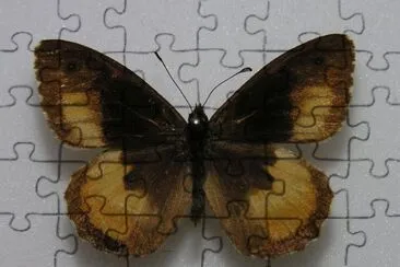 Hipparchia neomiris