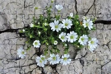 flores