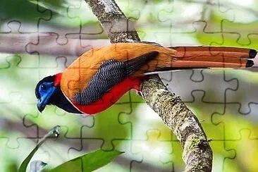 natural jigsaw puzzle