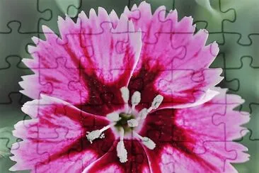 פאזל של flores