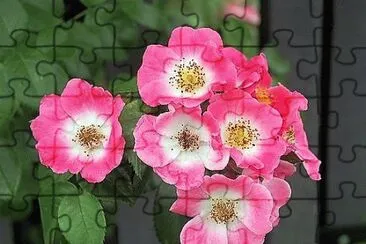 flores