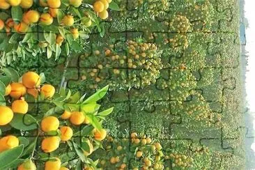 natural jigsaw puzzle