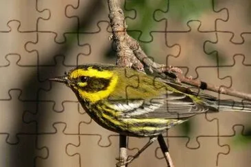 פאזל של Dendroica townsendi