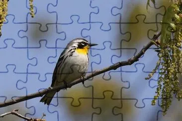 פאזל של Dendroica dominicana