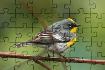 פאזל של Dendroica coronata