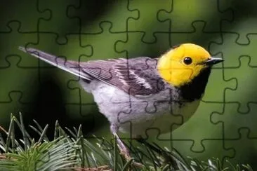 פאזל של Dendroica occidentale