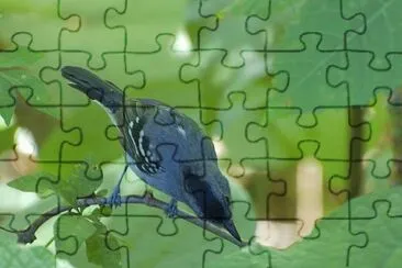 Averla formichiera variabile jigsaw puzzle