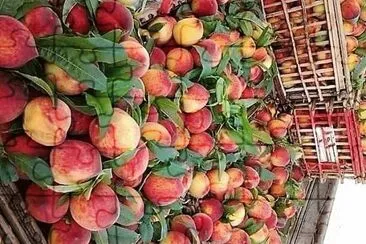 frutas jigsaw puzzle