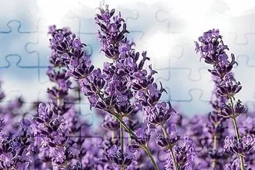 flores jigsaw puzzle