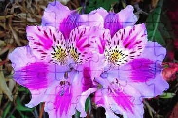 flores