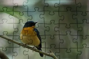 פאזל של Pigliamosche blu di sulawesi