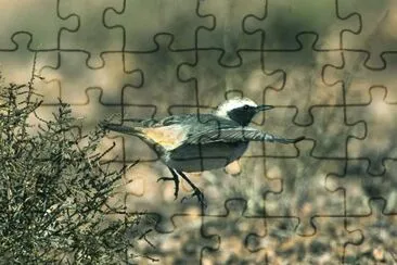 Monachella testagrigia