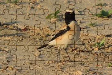 Monachella del deserto