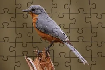 Uccello d 'argento jigsaw puzzle