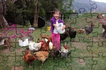 Alimentando gallinas