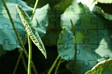 Imagem jigsaw puzzle