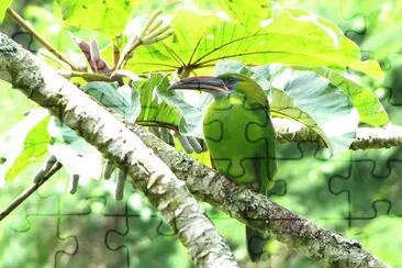 Tucanetto beccosolcato jigsaw puzzle