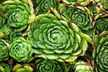 Imagem jigsaw puzzle