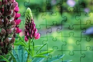 Imagem jigsaw puzzle