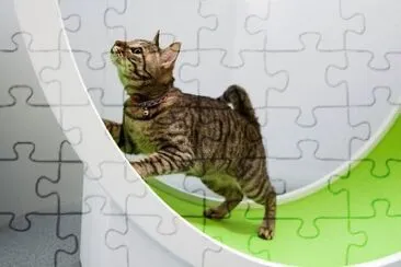 פאזל של Imagem
