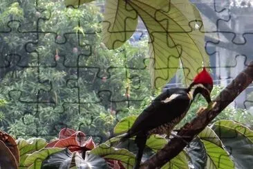 Carpintero