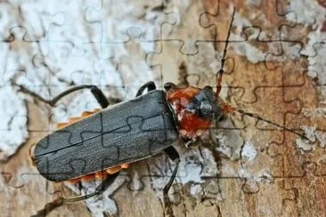 Cantharis fusca