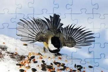 Chickadee