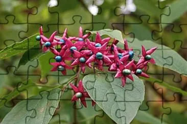 Clerodendron