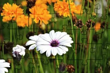 Imagem jigsaw puzzle