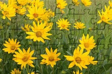 Imagem jigsaw puzzle